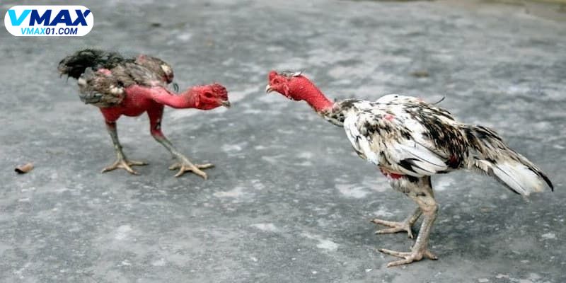 Cách chọn giống gà đá gà đòn hiệu quả