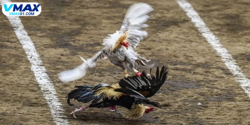 Phương pháp huấn luyện đá gà đòn từ chuyên gia