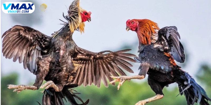 Sơ lược về đá gà đòn là gì