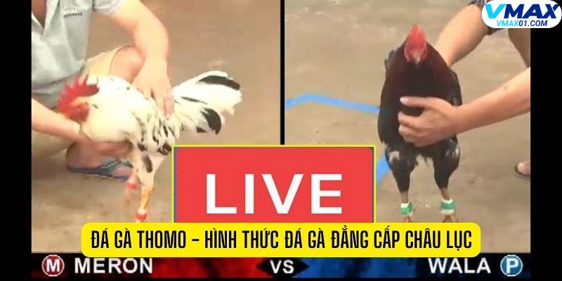 Giới thiệu tổng quan về đá gà trực tiếp ICF Giới thiệu tổng quan về đá gà trực tiếp ICF