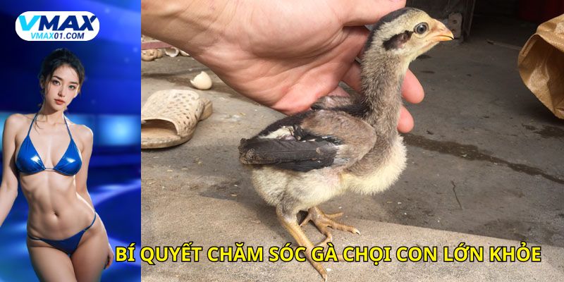 Bí quyết chăm sóc gà chọi con Bí quyết chăm sóc gà chọi con