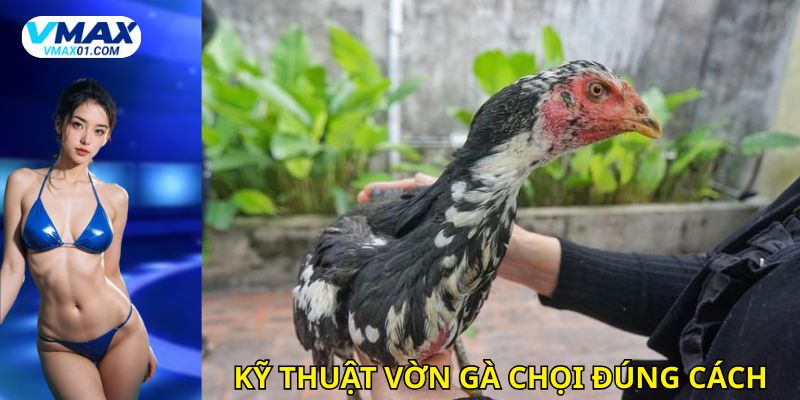 Hướng dẫn kỹ thuật vờn gà chọi đúng cách Hướng dẫn kỹ thuật vờn gà chọi đúng cách