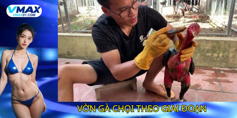 Kỹ thuật vờn gà chọi theo giai đoạn Kỹ thuật vờn gà chọi theo giai đoạn