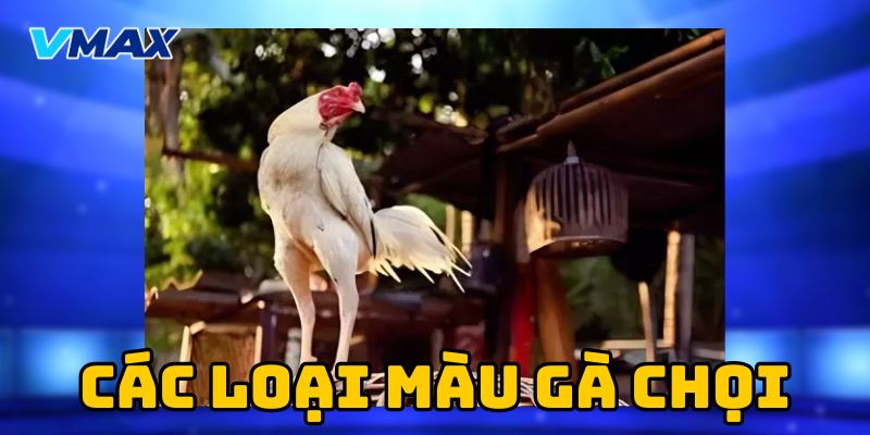 Các loại màu gà chọi